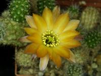 Thumbnail of 2303_Chamaecereus Hybride Pan17.4.098_20240528(1).JPG
